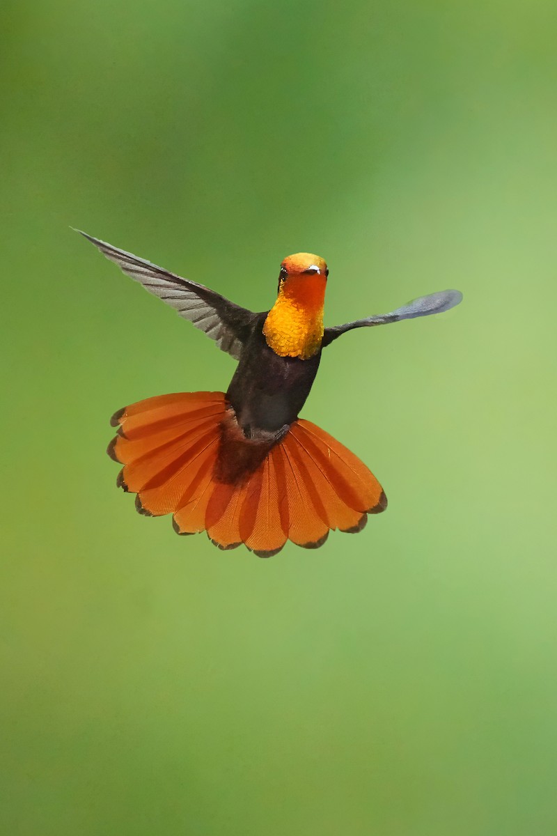 Ruby-topaz Hummingbird - ML618161813