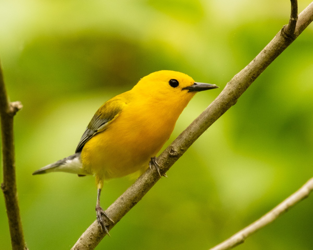 Prothonotary Warbler - Evan Speck