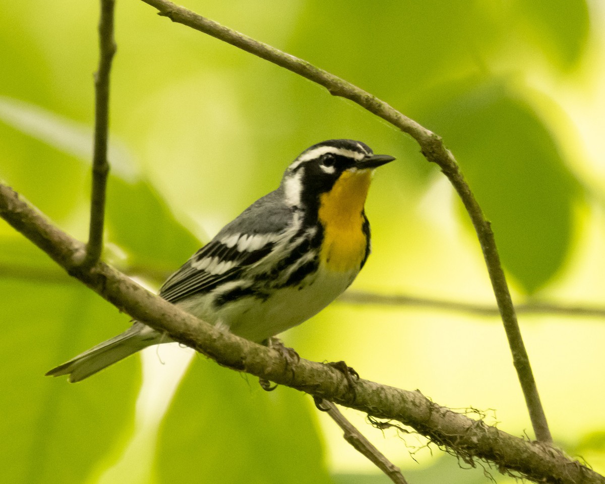 Yellow-throated Warbler - ML618161855