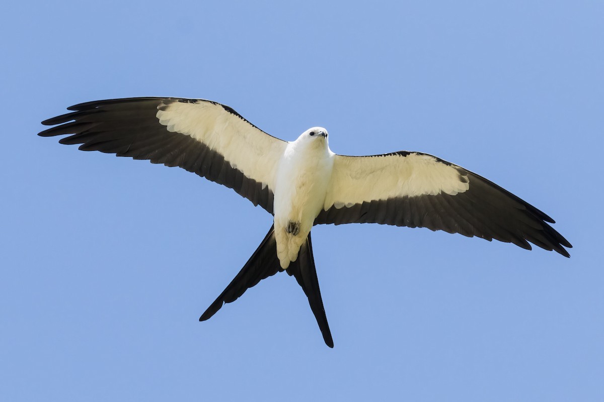 Swallow-tailed Kite - ML618161886