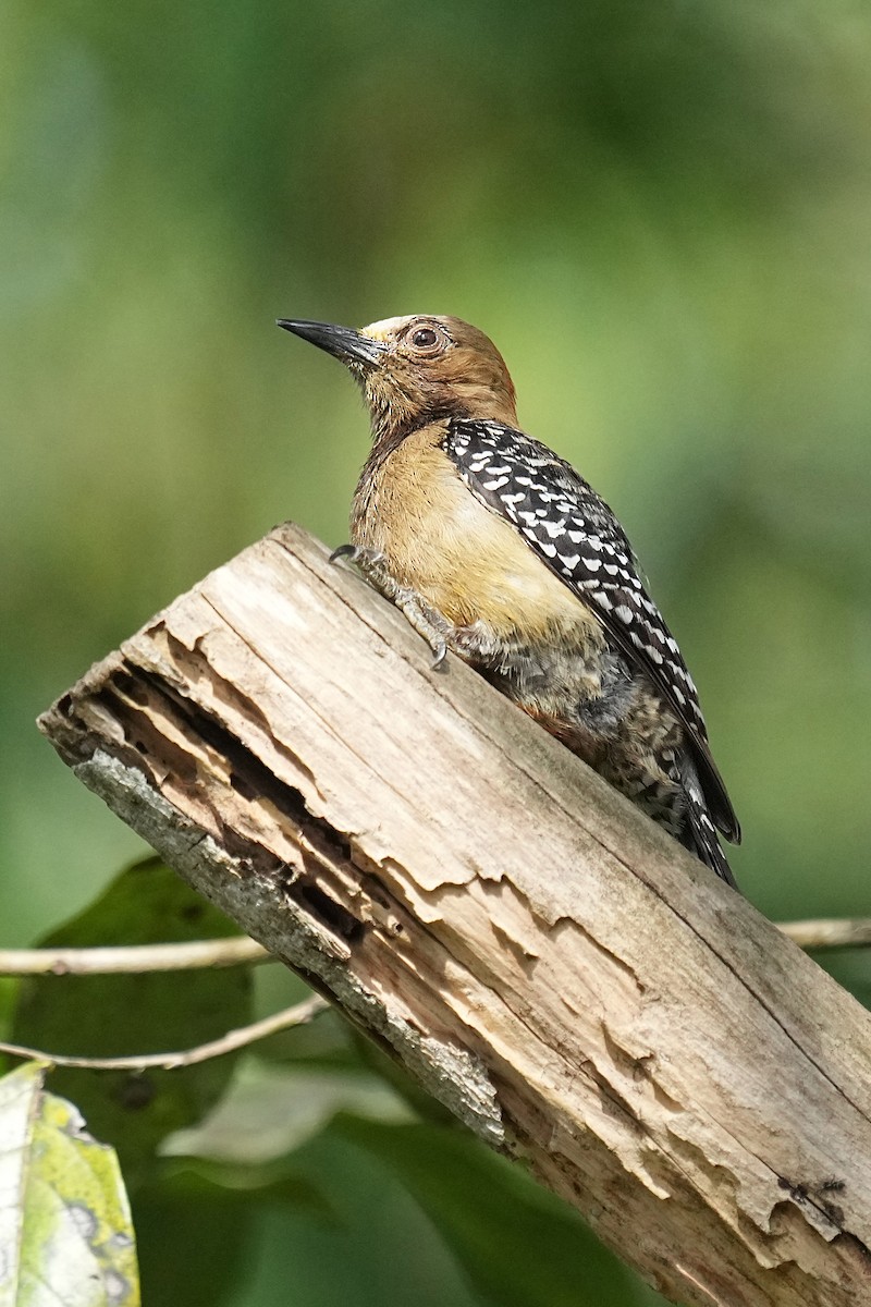Red-crowned Woodpecker - ML618161912
