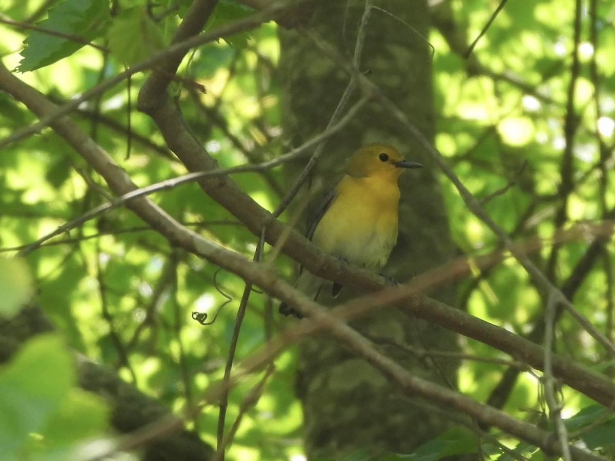 Prothonotary Warbler - ML618161929