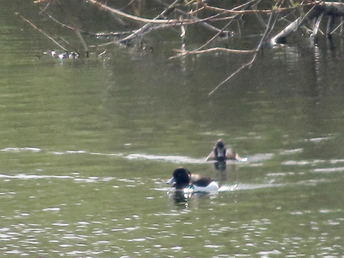 Tufted Duck - ML618161937