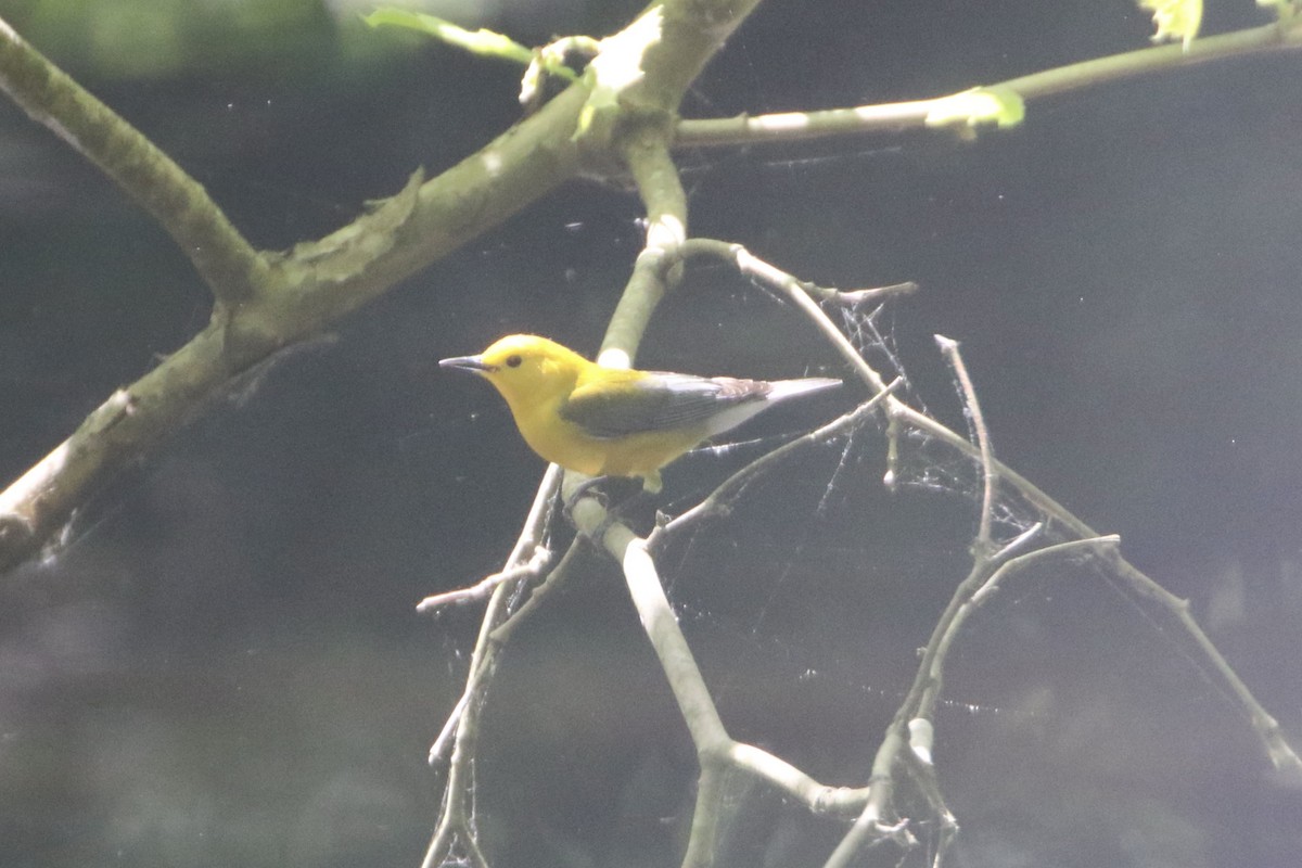 Prothonotary Warbler - ML618161942