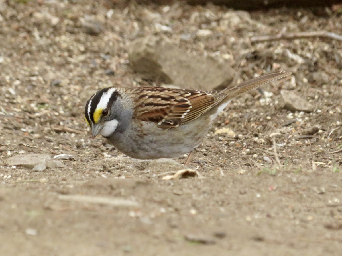 White-throated Sparrow - ML618161955