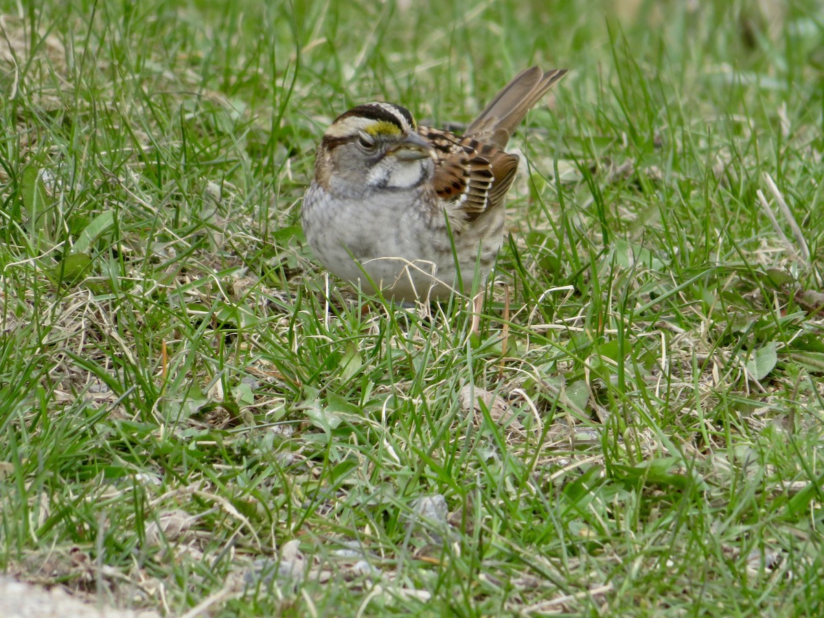 White-throated Sparrow - ML618161956