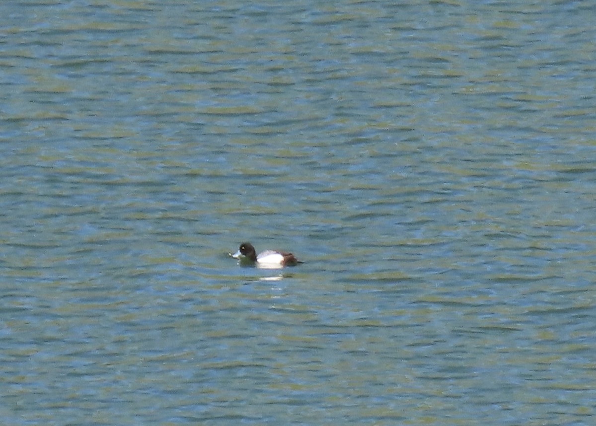 Greater Scaup - ML618161957