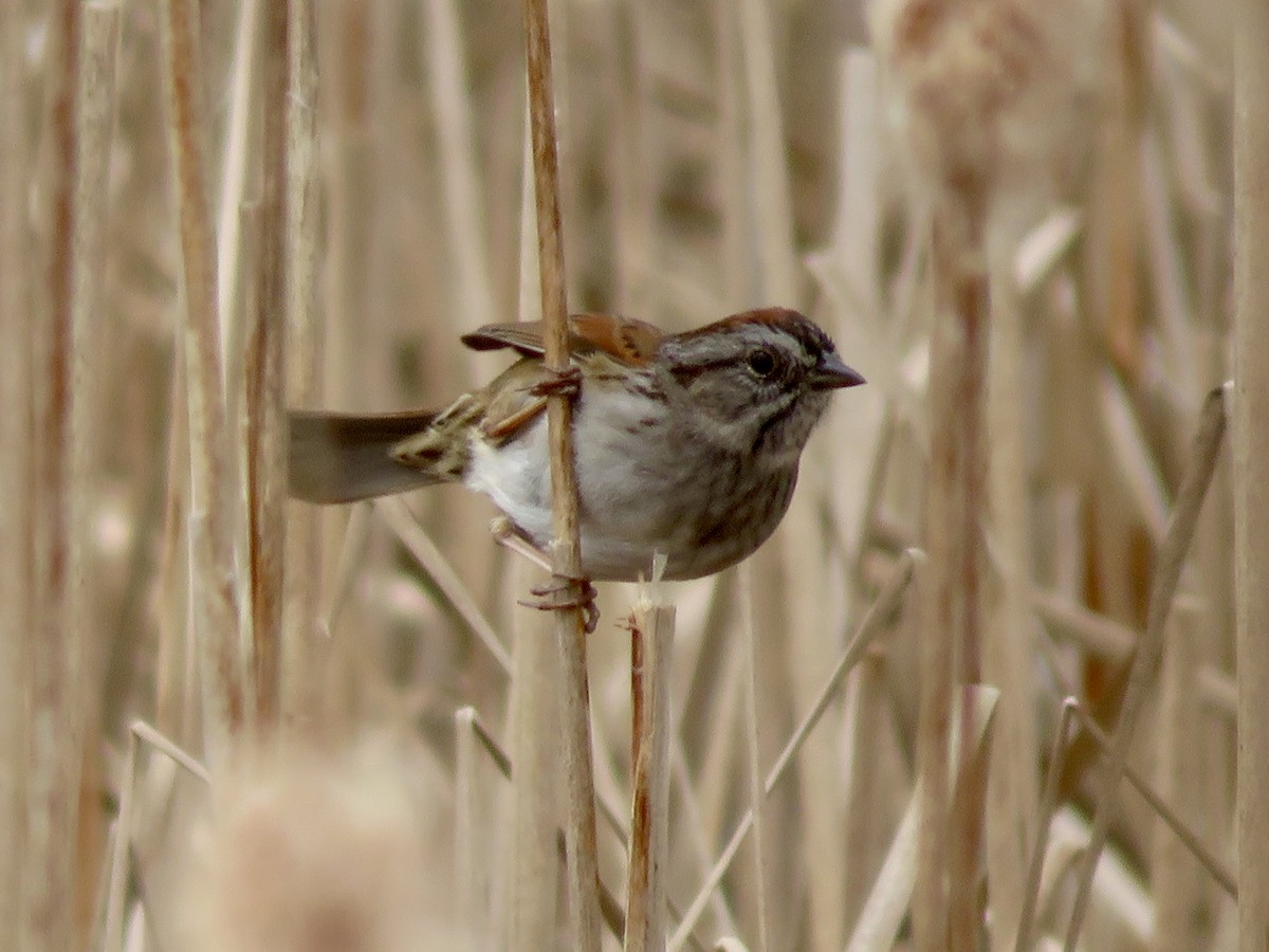 Swamp Sparrow - ML618161965