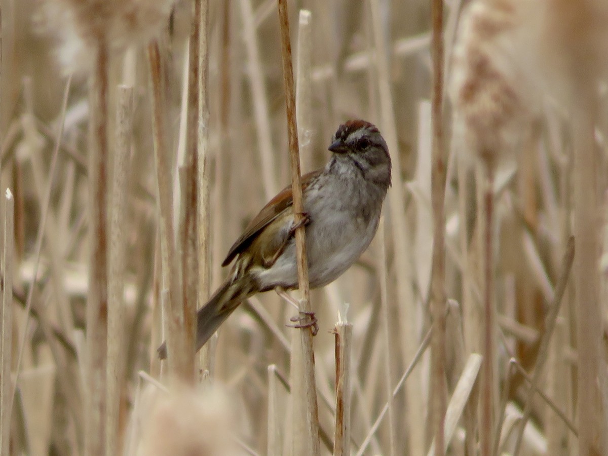 Swamp Sparrow - ML618161966