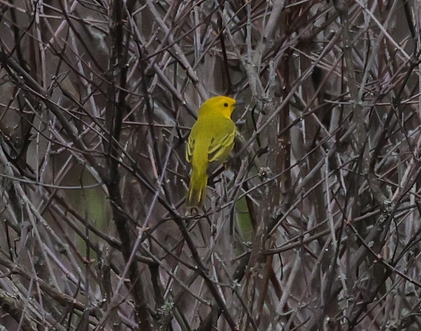 Yellow Warbler - ML618161969