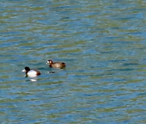 Greater Scaup - ML618161998