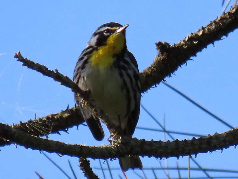 Yellow-throated Warbler - Karen Lebing