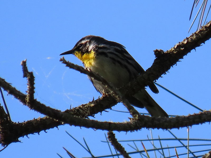 Yellow-throated Warbler - ML618162021
