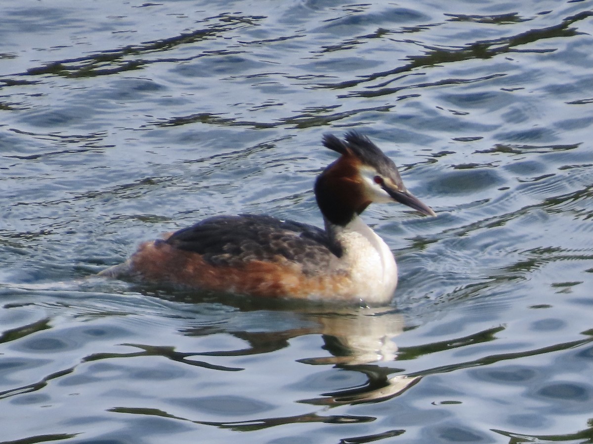 Great Crested Grebe - ML618162041