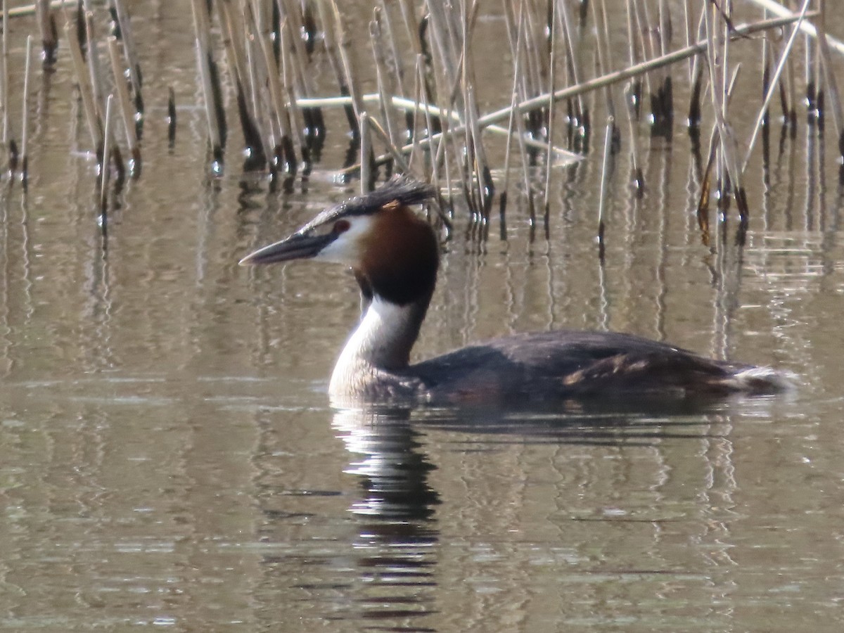 Great Crested Grebe - ML618162042