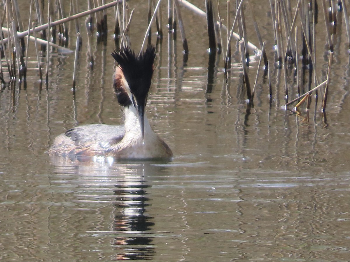 Great Crested Grebe - ML618162043