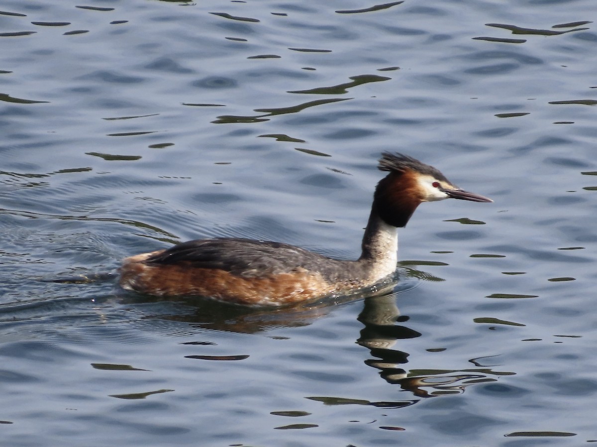 Great Crested Grebe - ML618162044
