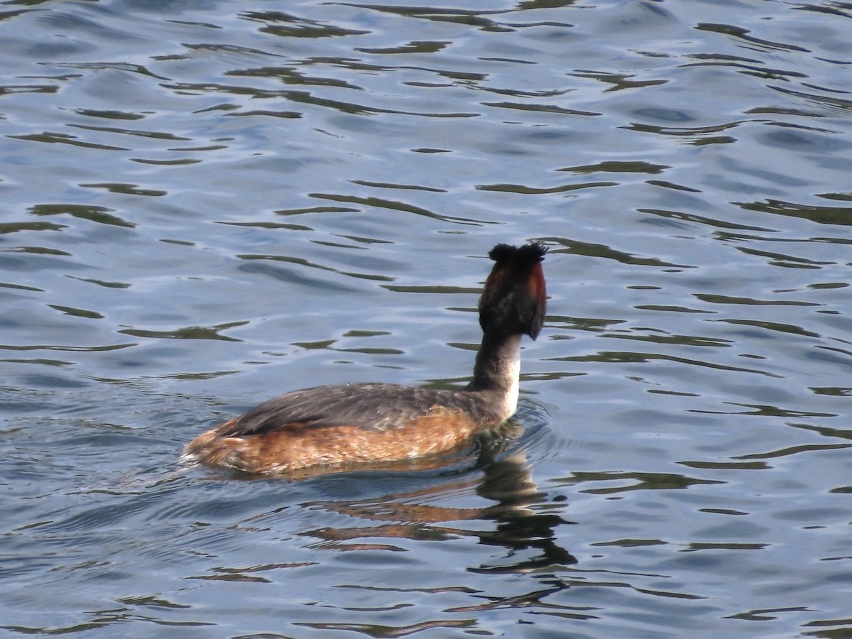 Great Crested Grebe - ML618162045