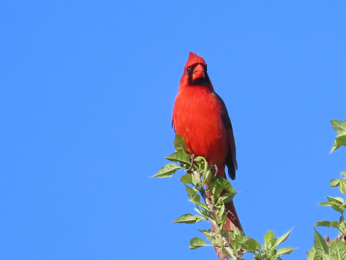 Cardinal rouge - ML618162092