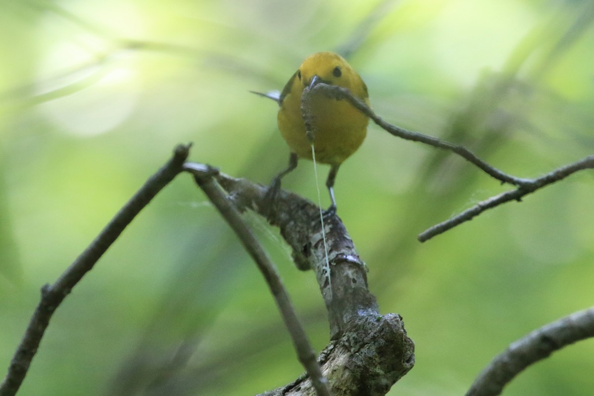 Prothonotary Warbler - ML618162093