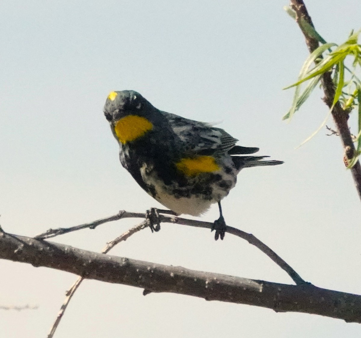 Yellow-rumped Warbler (Audubon's) - ML618162133