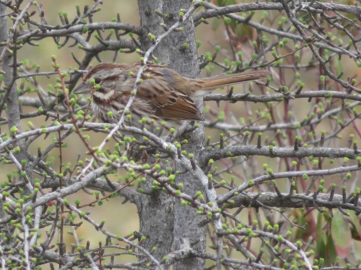 Song Sparrow - Christine Cote