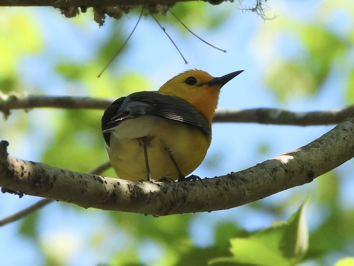 Prothonotary Warbler - ML618162212