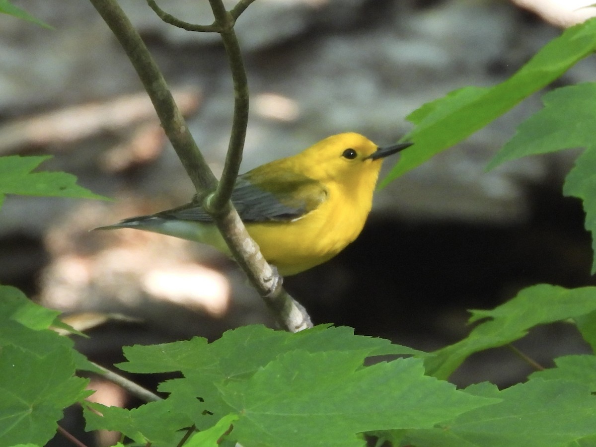 Prothonotary Warbler - ML618162233