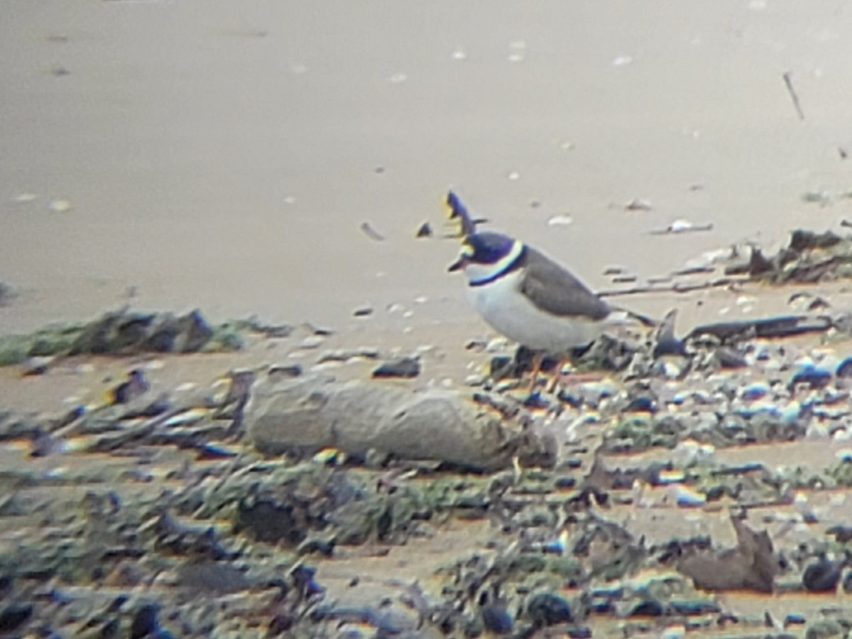 Semipalmated Plover - ML618162250