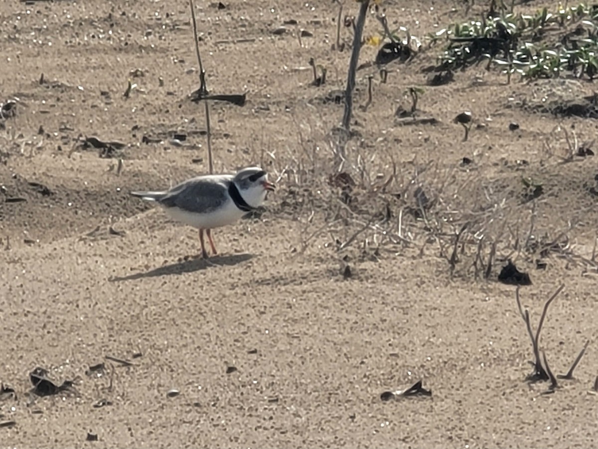 Piping Plover - ML618162260