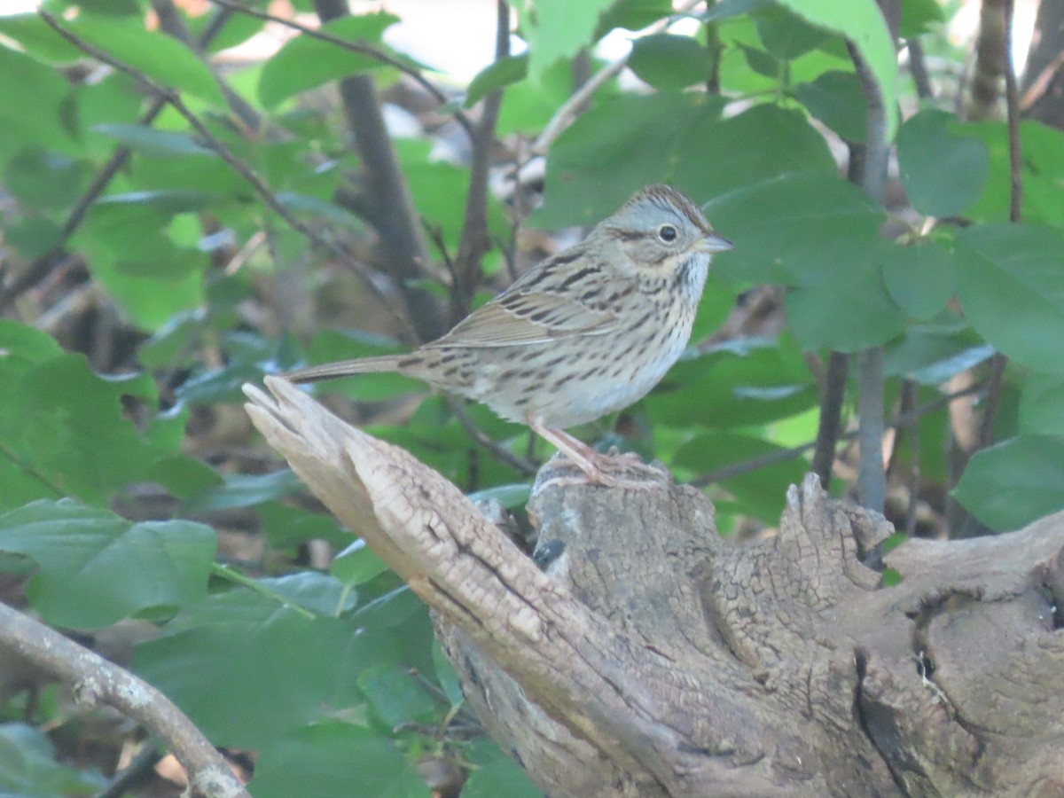 Lincoln's Sparrow - Dick Zerger