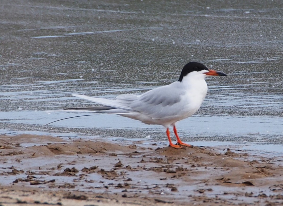 Forster's Tern - John Forcey