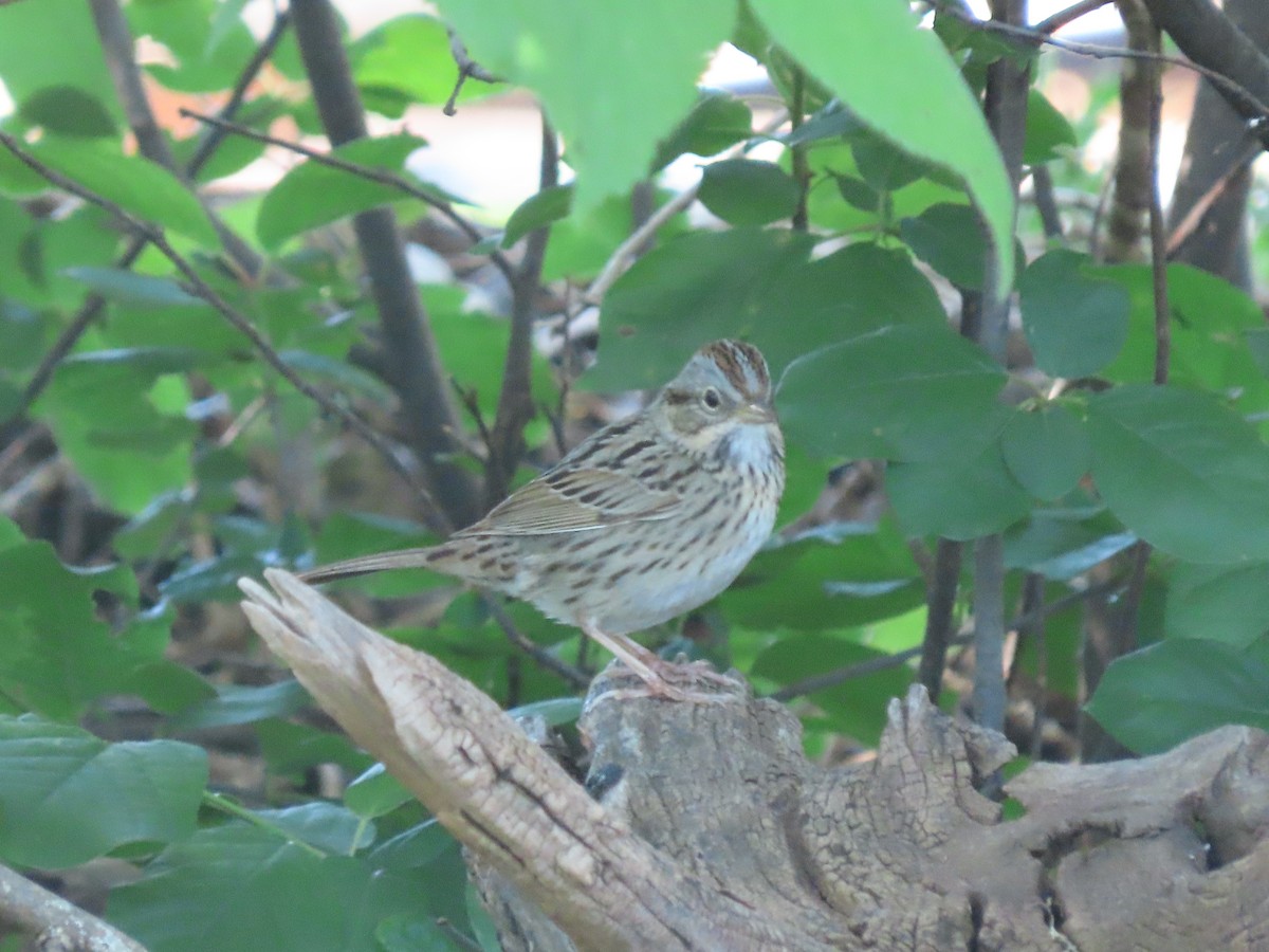Lincoln's Sparrow - Dick Zerger