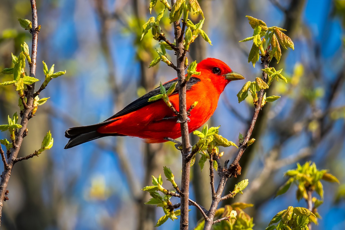 Scarlet Tanager - ML618162293