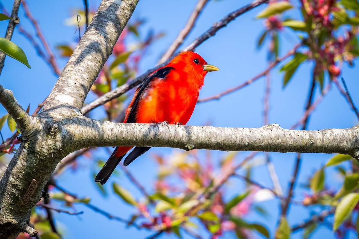 Scarlet Tanager - ML618162294