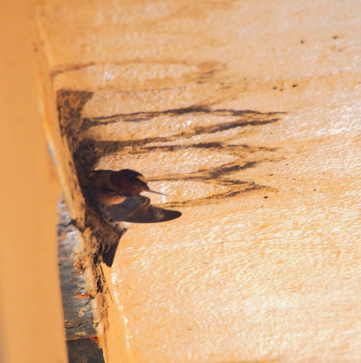 Cliff Swallow - John Forcey