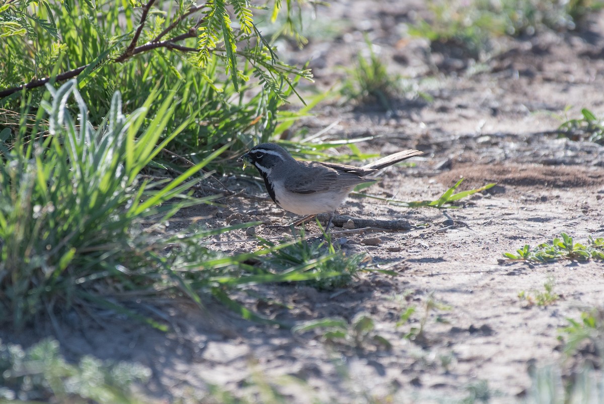 Black-throated Sparrow - ML618162379