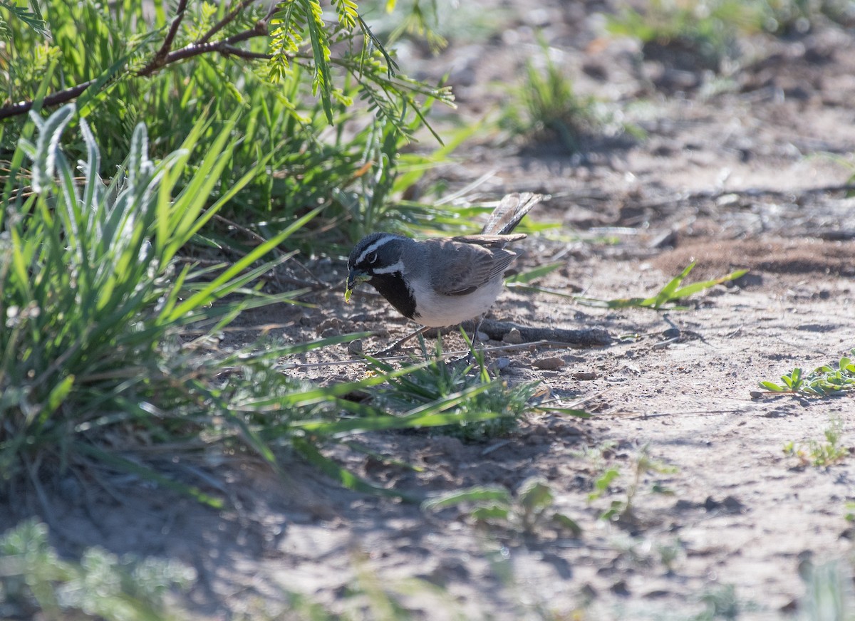 Black-throated Sparrow - ML618162380