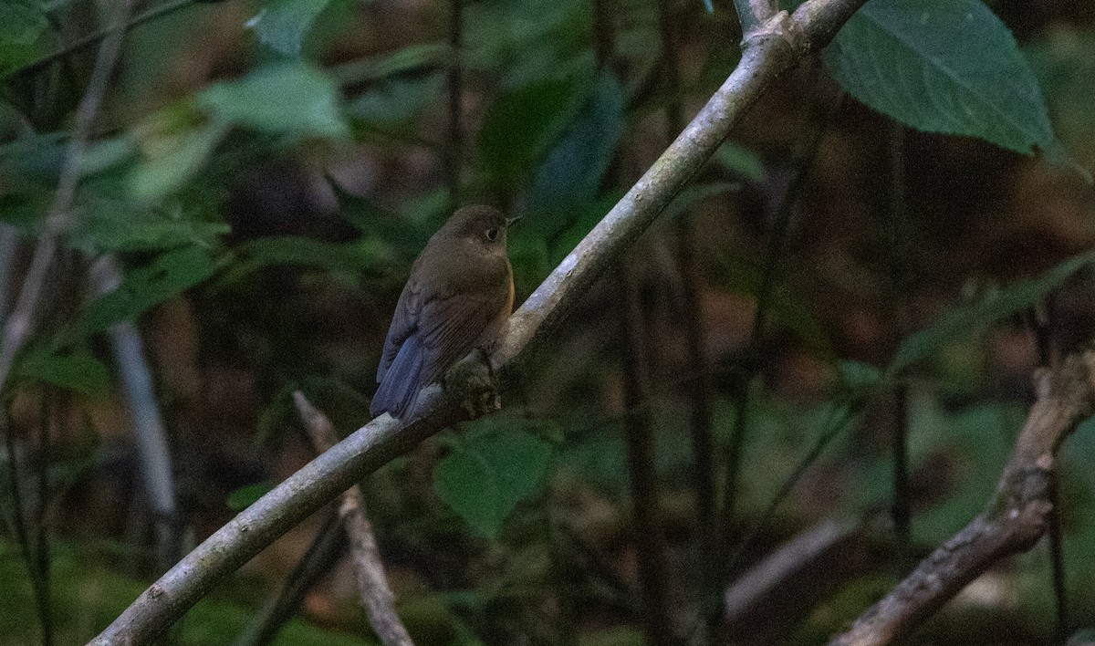 Red-flanked Bluetail - ML618162445