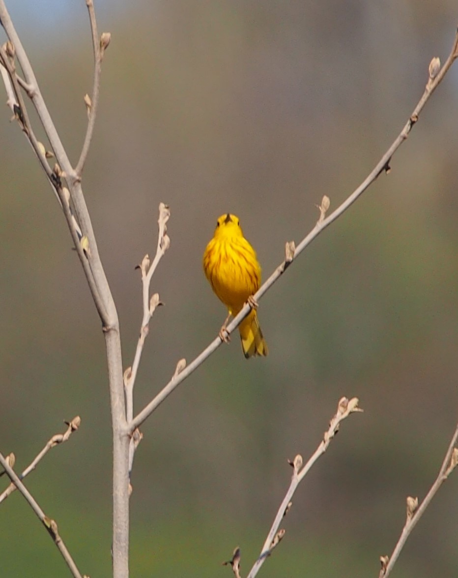 Yellow Warbler - ML618162450