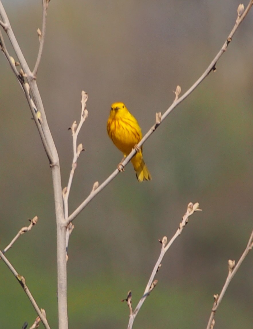 Yellow Warbler - John Forcey