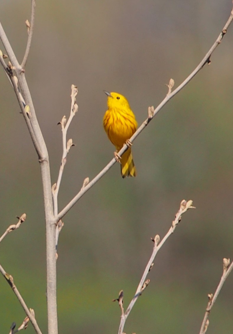 Yellow Warbler - John Forcey