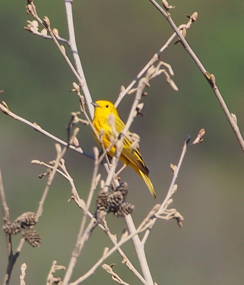 Yellow Warbler - ML618162454
