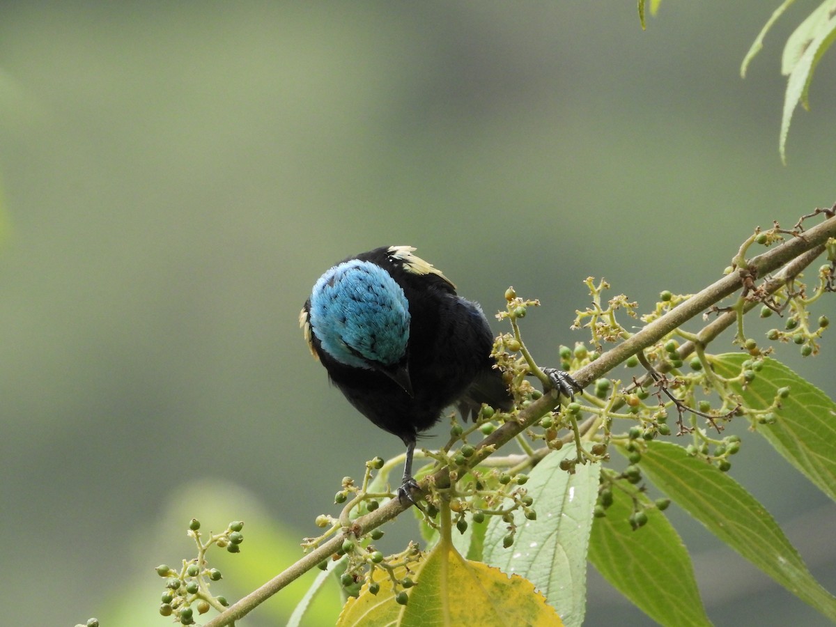 Blue-necked Tanager - ML618162467