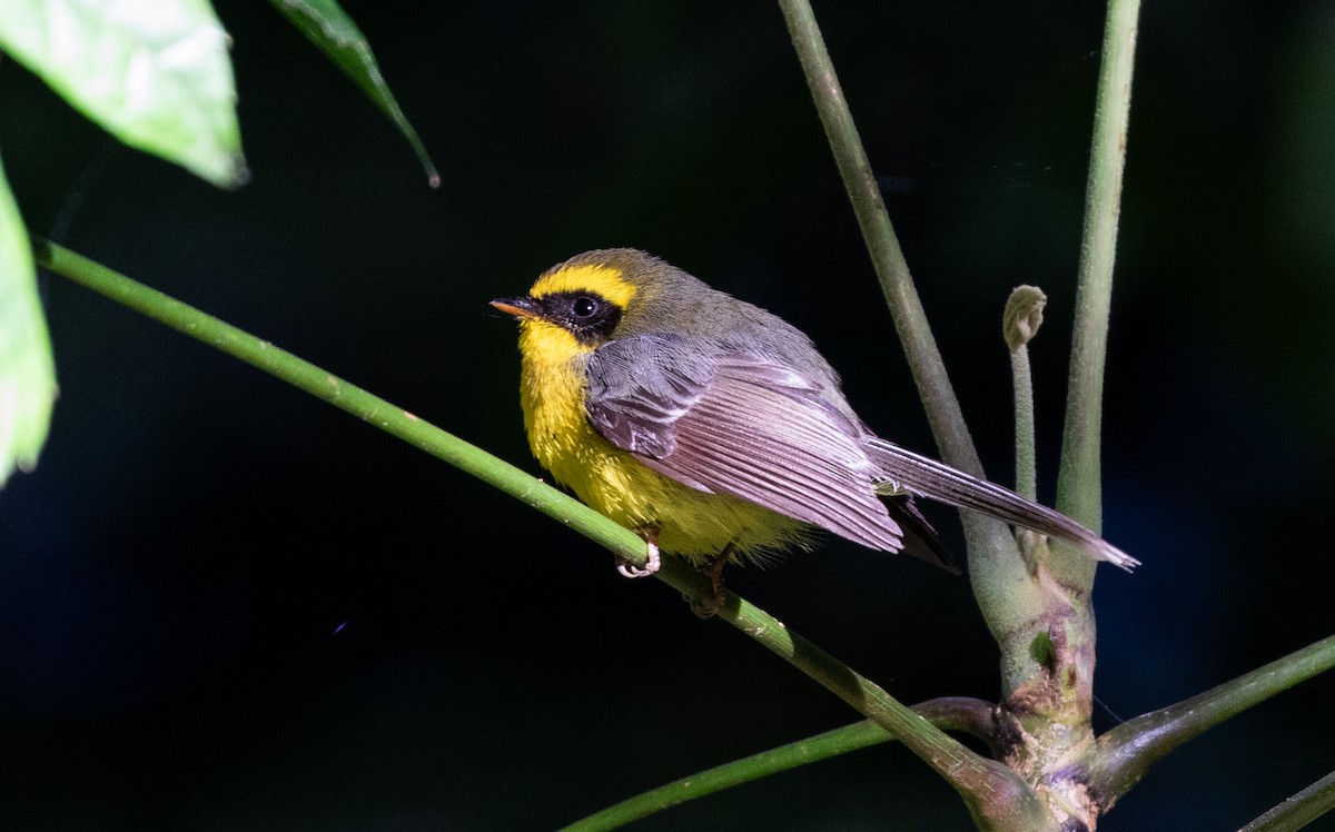 Yellow-bellied Fairy-Fantail - ML618162472