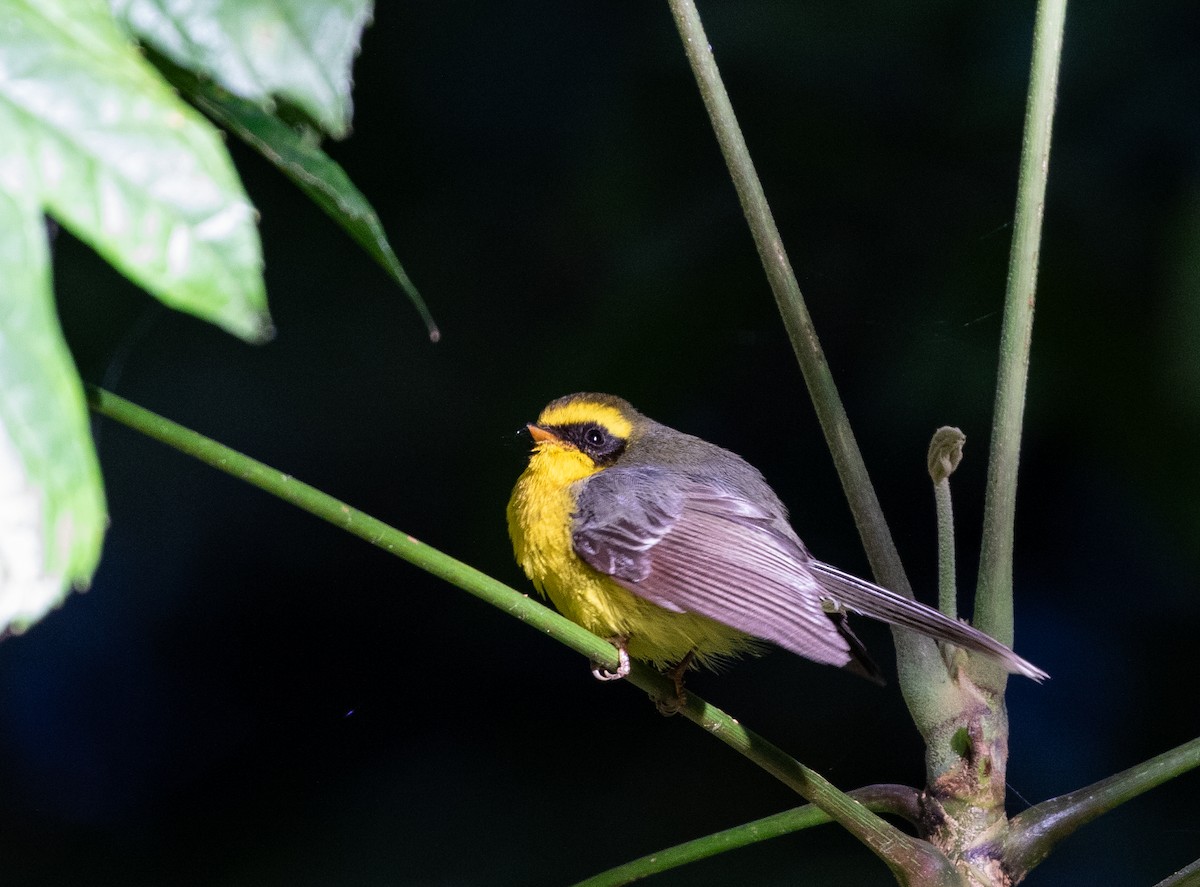 Yellow-bellied Fairy-Fantail - ML618162473