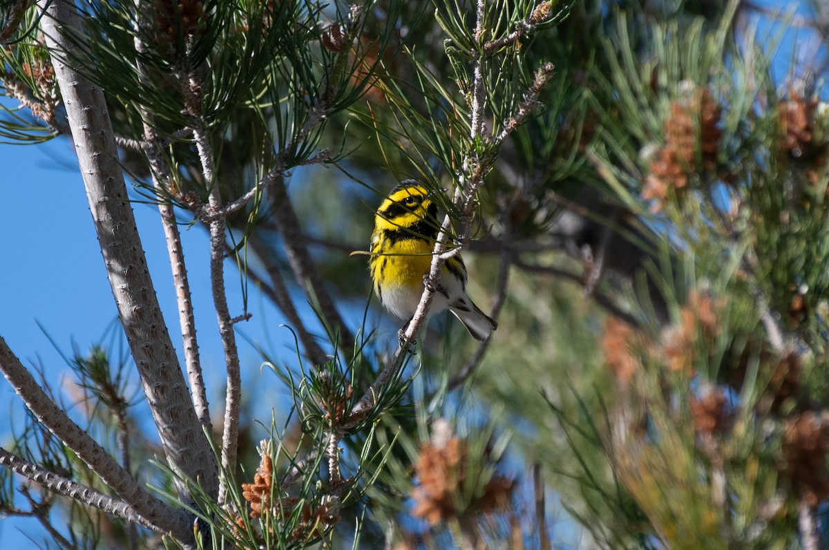 Townsend's Warbler - Henry  Trimpe