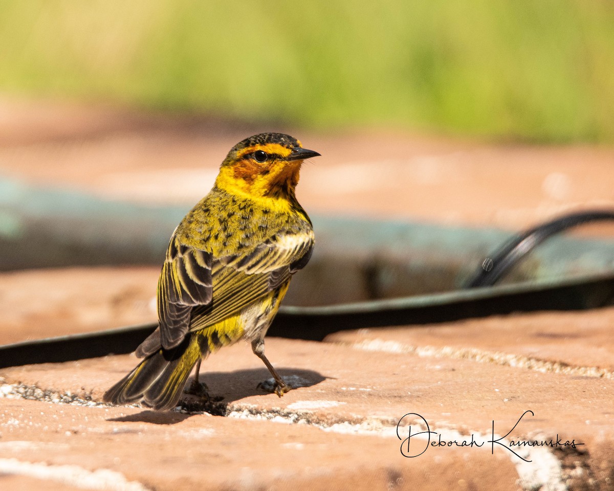 Cape May Warbler - ML618162480