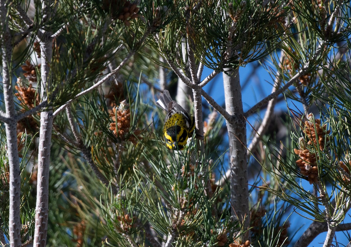 Townsend's Warbler - Henry  Trimpe