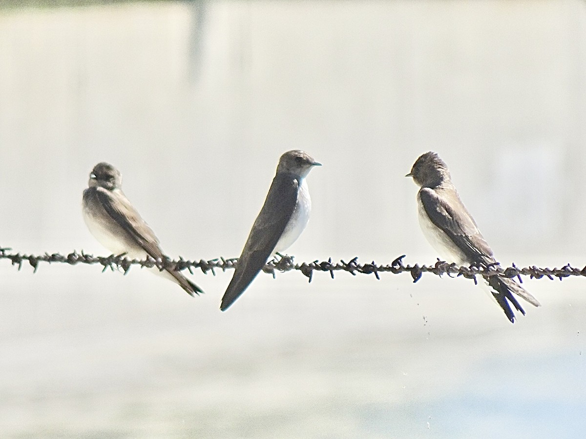 Northern Rough-winged Swallow - Julia Ray